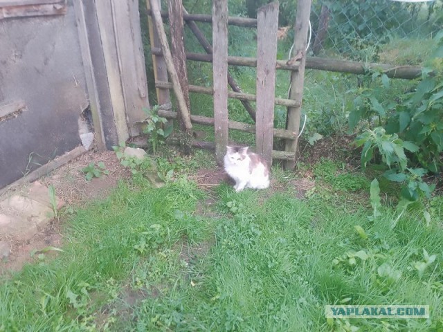 Жизнь домашнего приюта для котеек 547