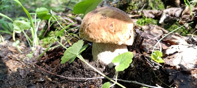 Тихая охота