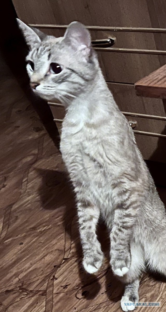 Котовторник