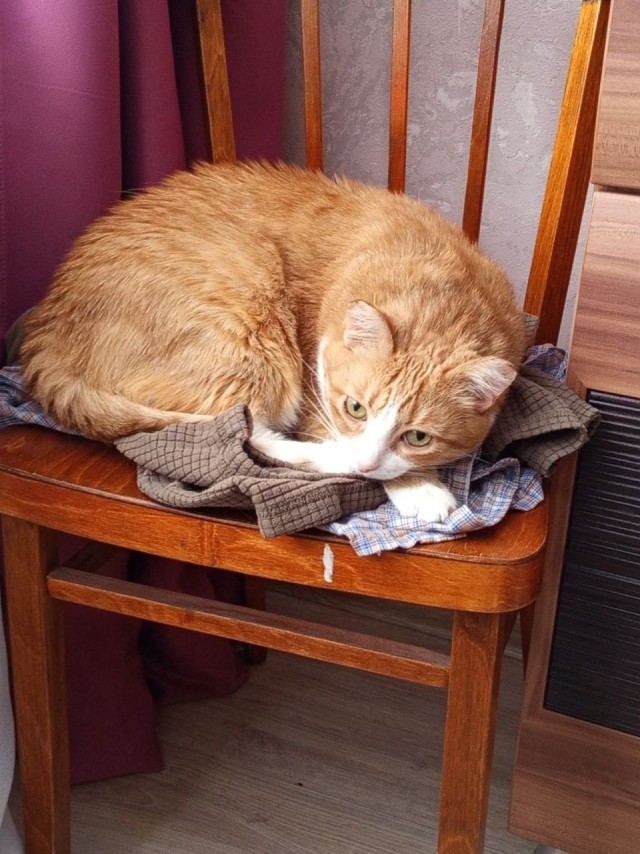 Котофторник жеж