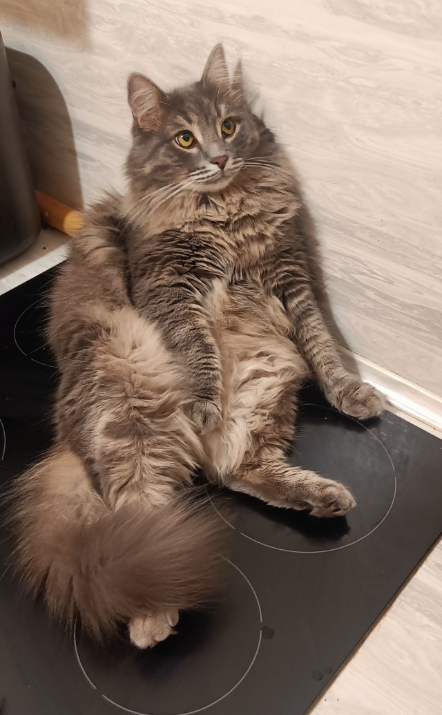А котовторник уже пришёл?