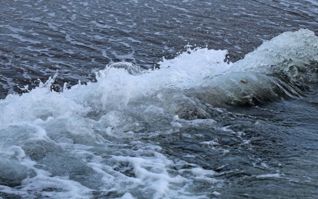 Ученые нашли останки гигантских осьминогов, схожих по размерам с кракенами