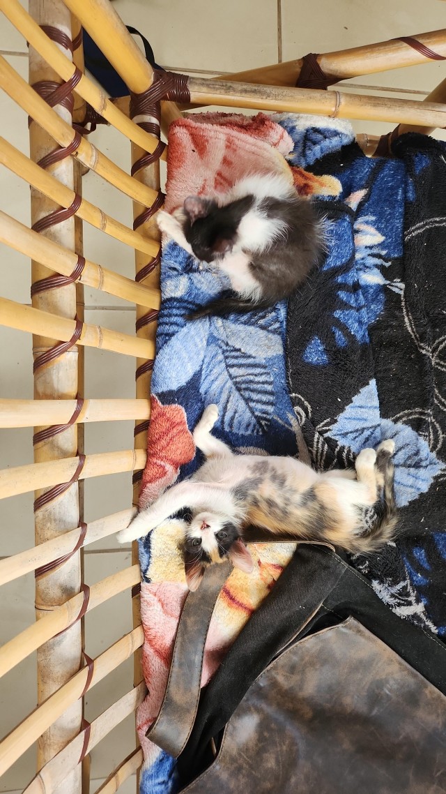 Подобрашки, 2 шт. (котовторник)