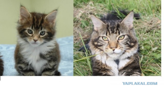 Коты и время
