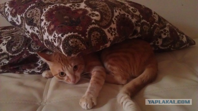 Уот так уот..Уоот. Все, мне так удобно