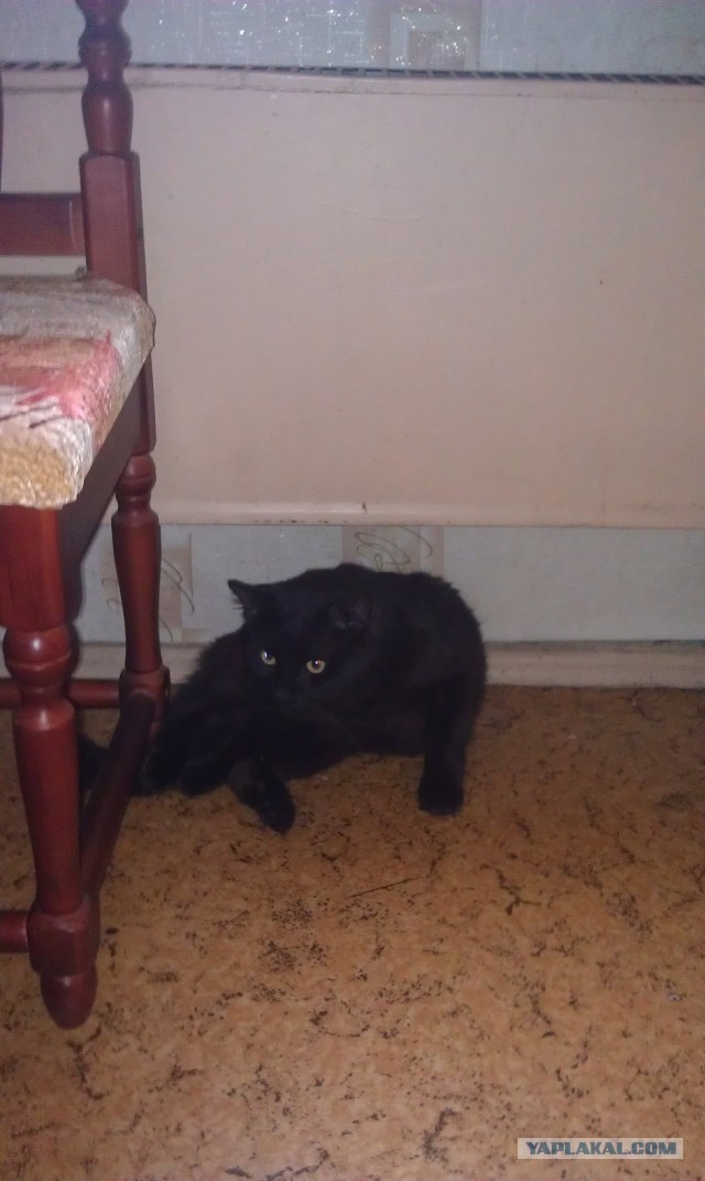 Котовторник 8.10.2013