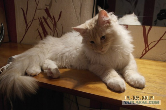 Котовторник 20.05.2014