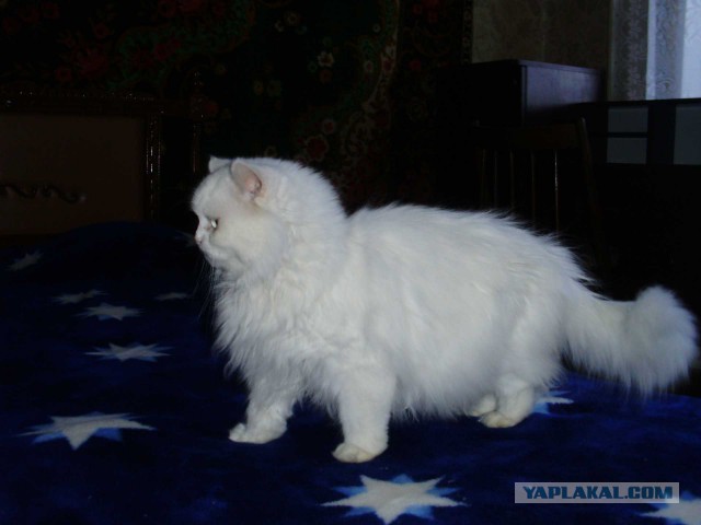 Котовторник 7.10.2014