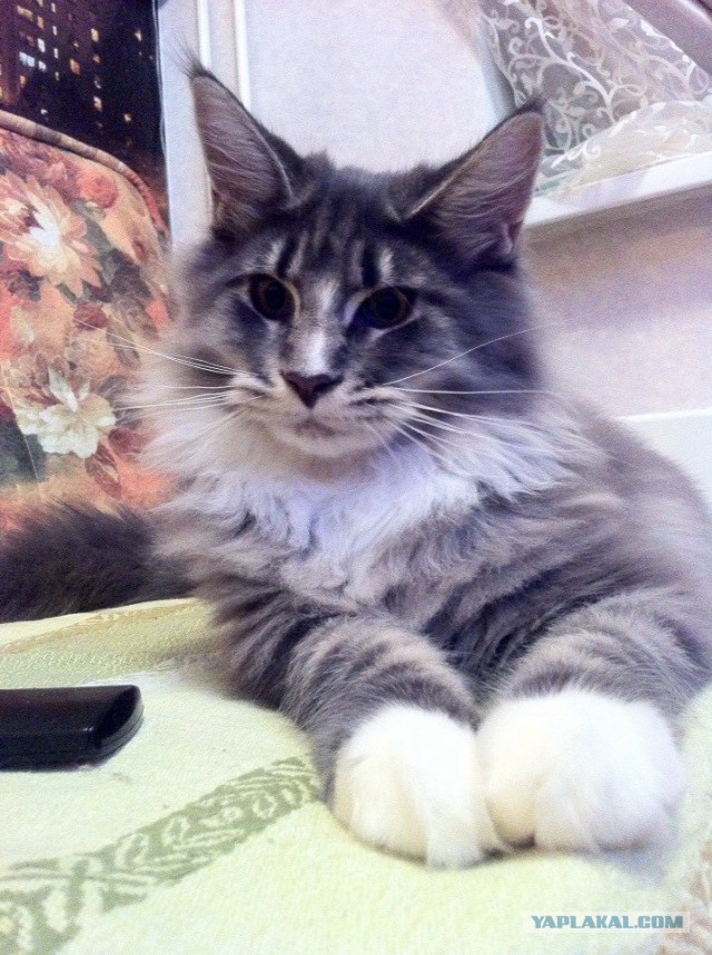 Котовторник 7.10.2014