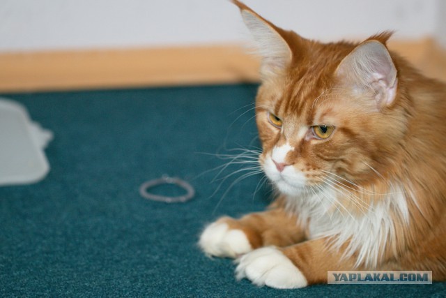 Котовторник 2.12.14