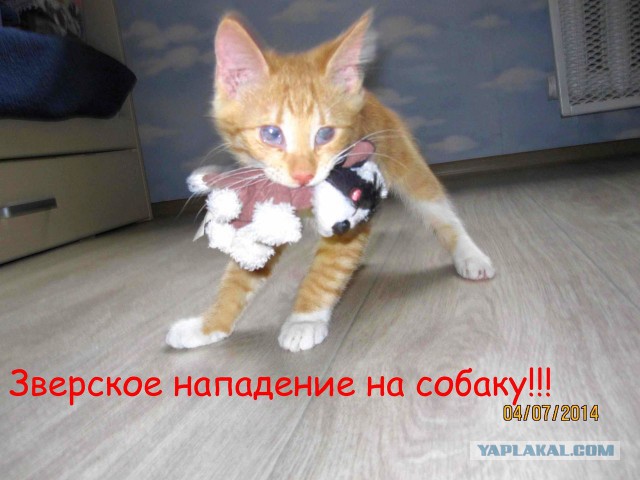Котовторник