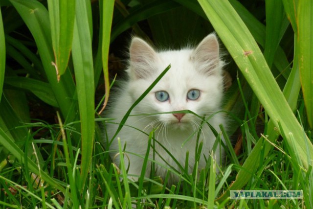 Котовторник