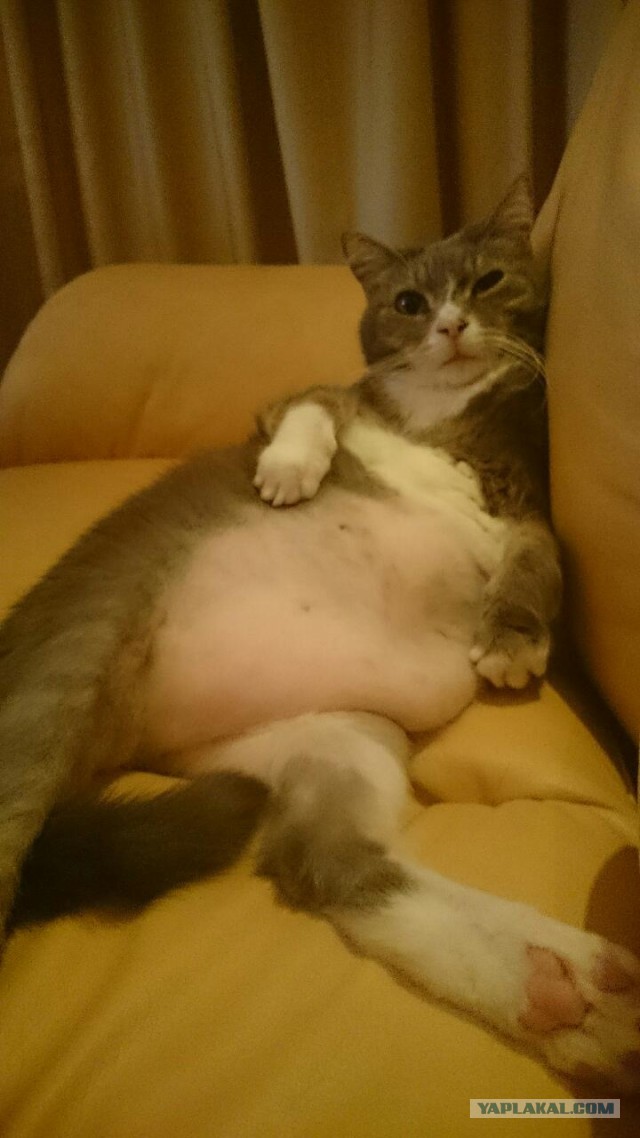 25 котофотоприколов.