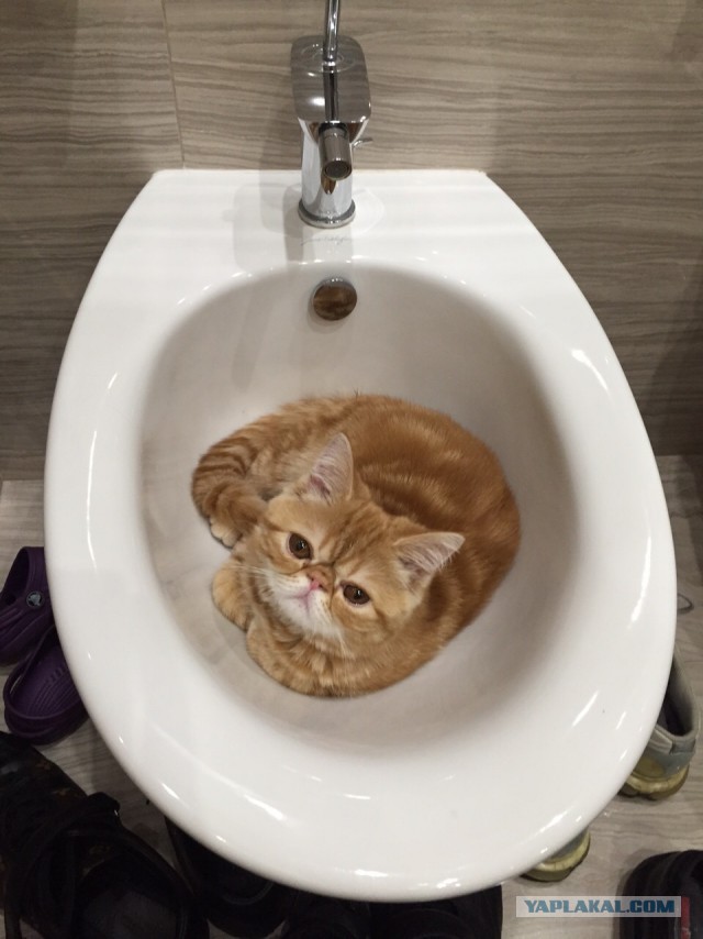 Котовторник