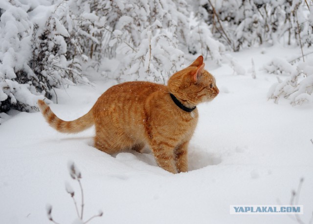 Котовторник 16.06.2015., Котовторник наступил!