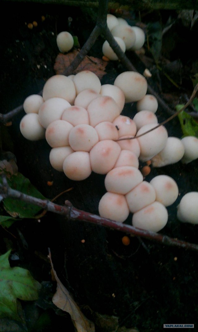 Золотая осень