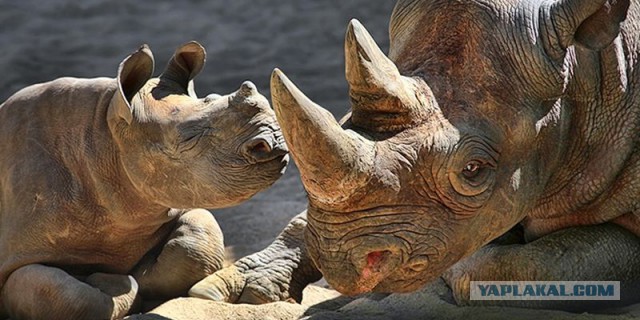 Носорожек пост