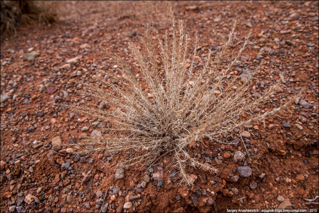 Гранд Каньон в Казахстане