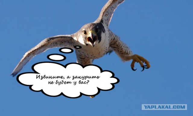 Как вы относитесь к отстрелу сигарет?
