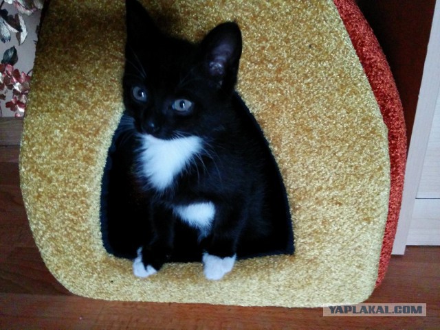 Котовторник 03.11.2015