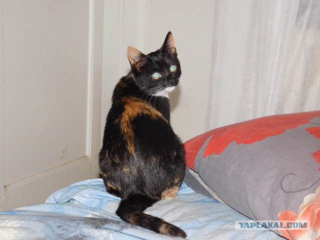 Котооо-о-о-вторник