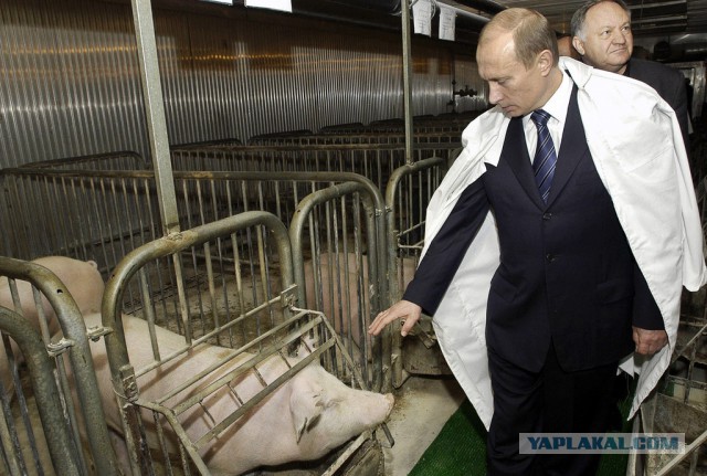 Свинина в России