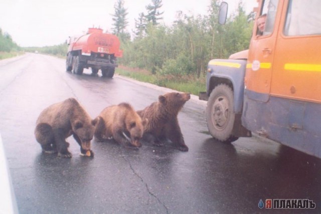 Все о МЕДВЕДЯХ