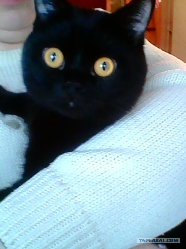 Котовторник 15.03