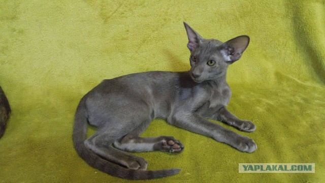 Восточно ориентальные котейки ищут дом!