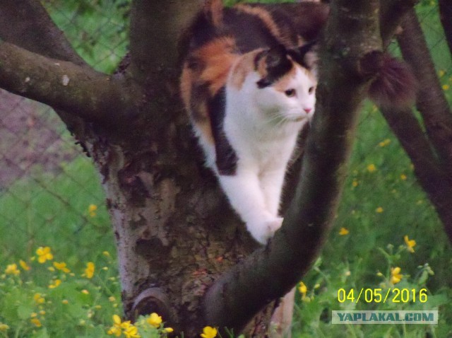 Трёхцветная - значит к счастью!