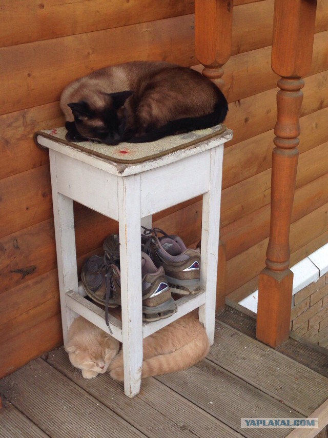 Котовторник 26.07 2016