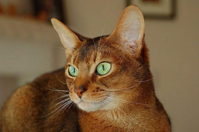 Коты из сети
