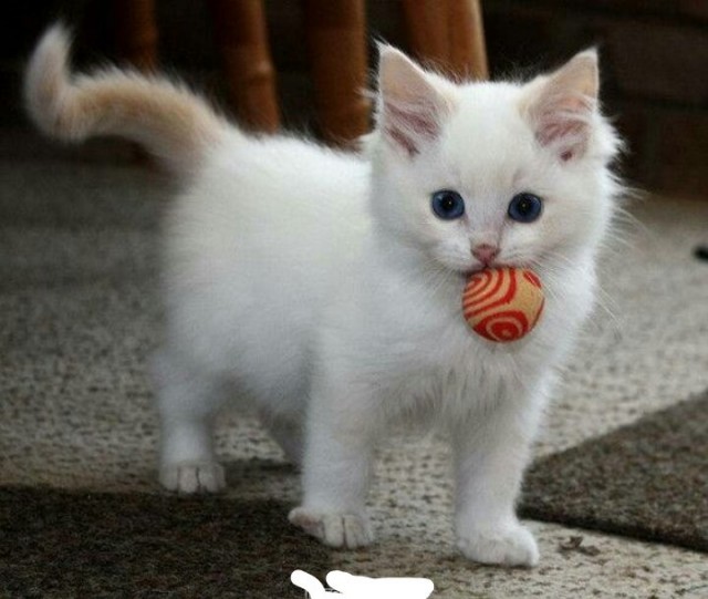 Коты и Кошки
