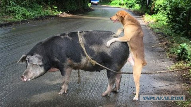 Дешевой свинины не будет.