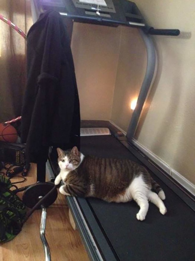 Коты и Кошки