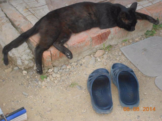 Коты и Кошки