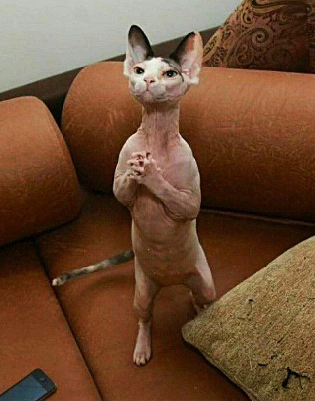Коты и Кошки