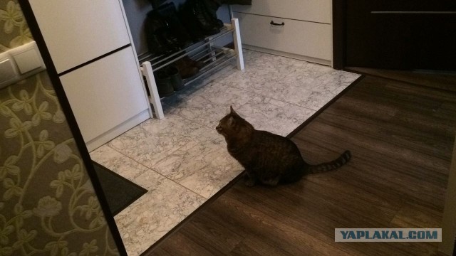 Кот ждет с рыбалки