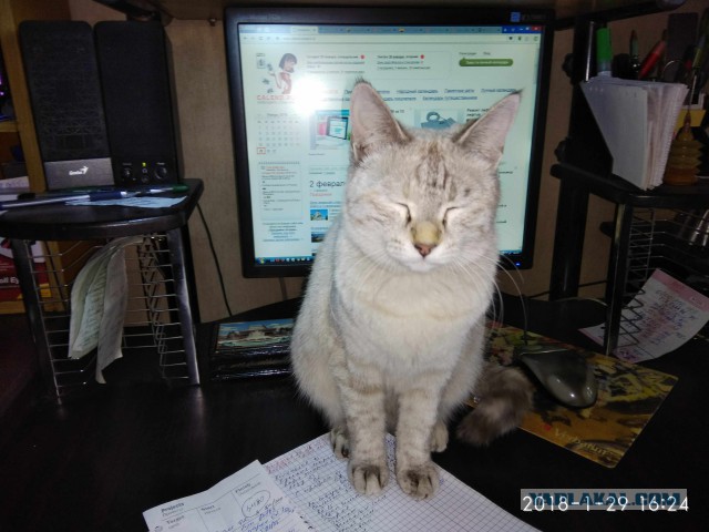 Вся красота беспородных кошек. Котовторнику посвящается.
