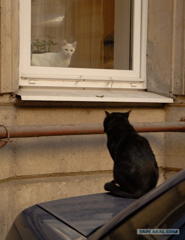 Котовторник на 31.03.2009