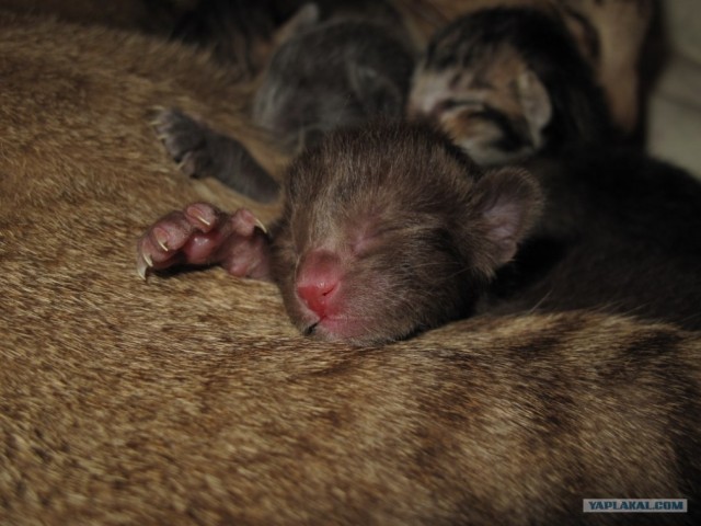А вот и мы: котятовторник!