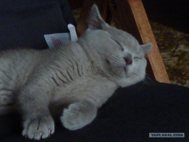 Котейкин вторник! Космический 12.04!