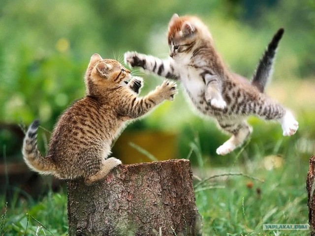 Котовторник