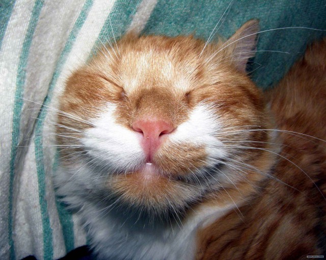 Котовторник 06.12.2011