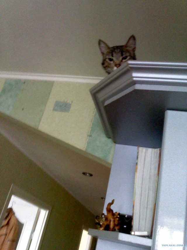 Котовторник (28.02.2012)