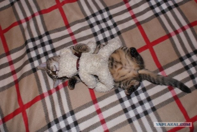 КОТОВТОРНИК (6.03.2012)