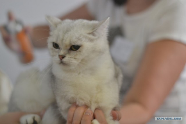 Котовторник   5.06.2012