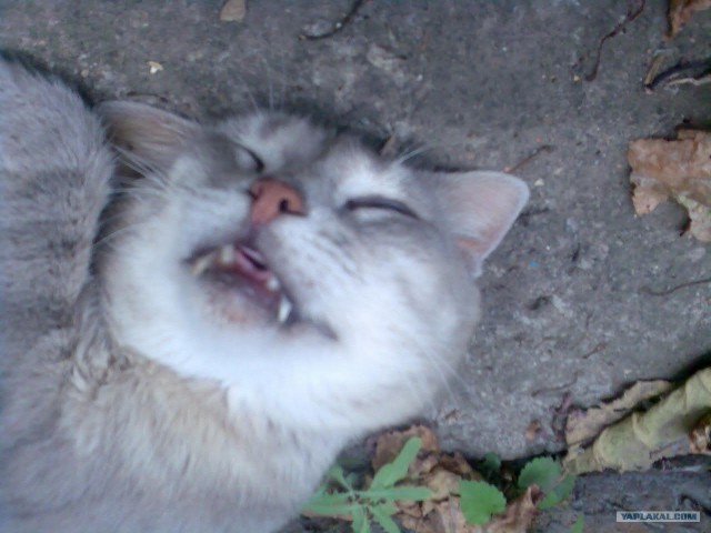 Котонянька и котовторник
