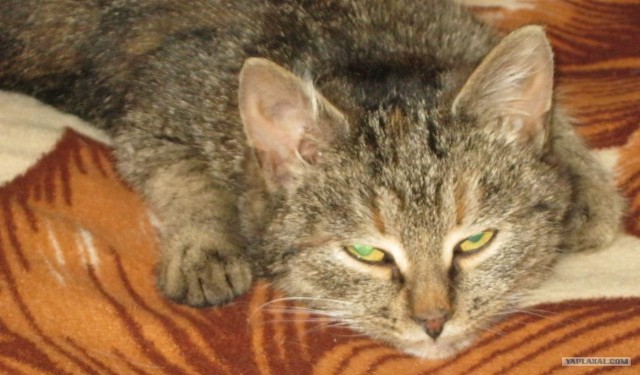 Новогодний Котовторник 01.01.2013