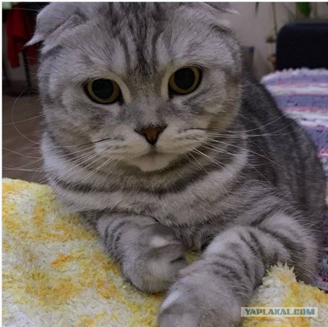 С Днём кошки!